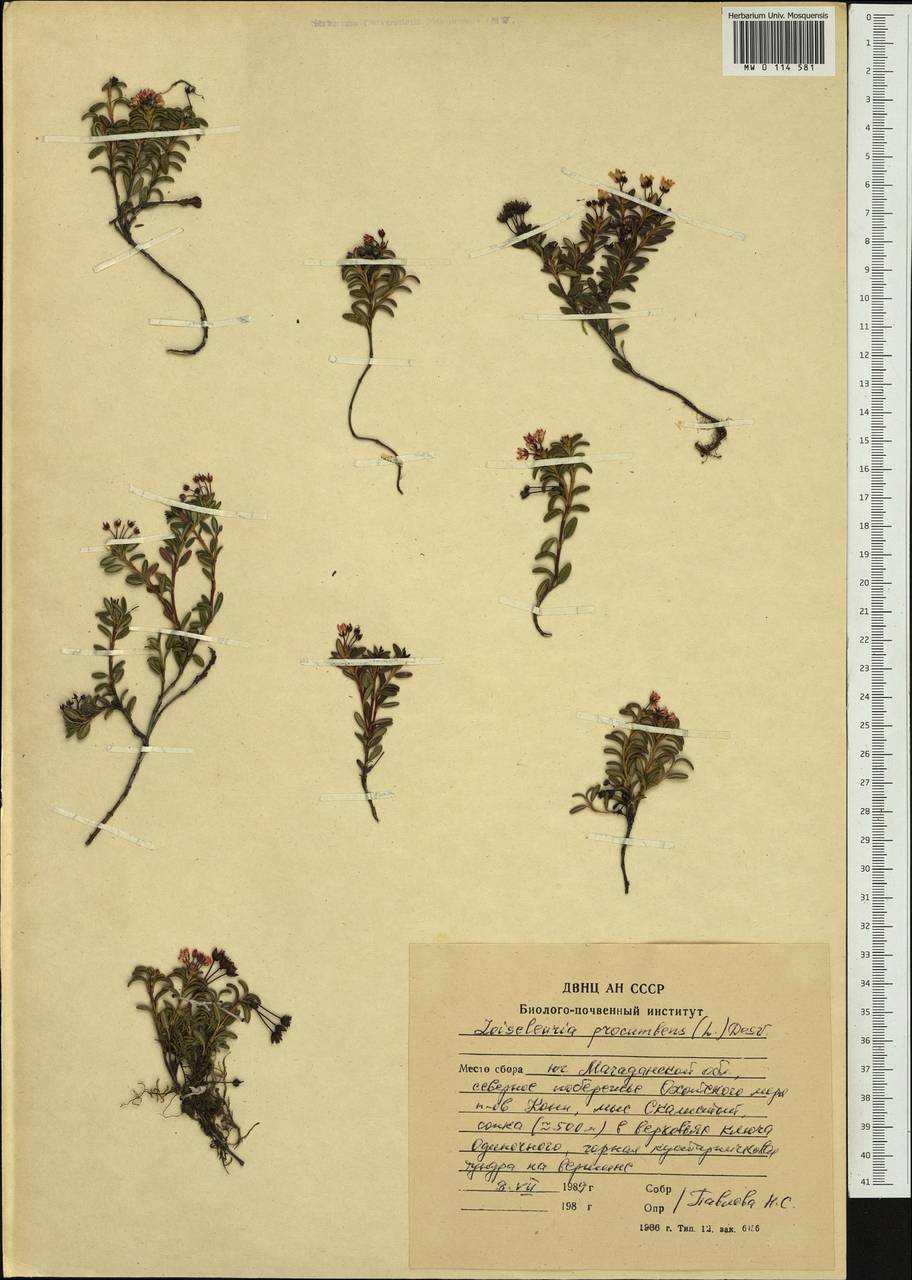 Kalmia procumbens (L.) Gift, Kron & P. F. Stevens, Siberia, Chukotka & Kamchatka (S7) (Russia)