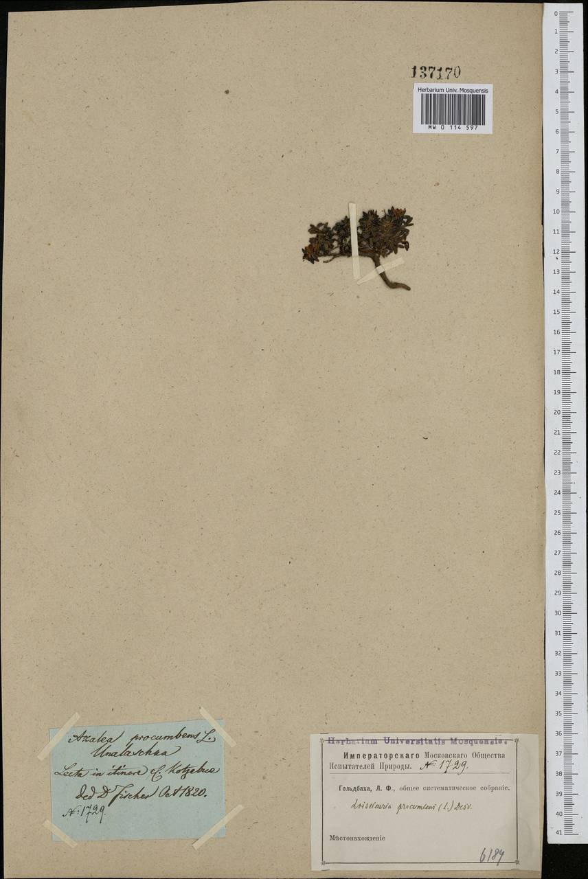 Kalmia procumbens (L.) Gift, Kron & P. F. Stevens, America (AMER) (United States)