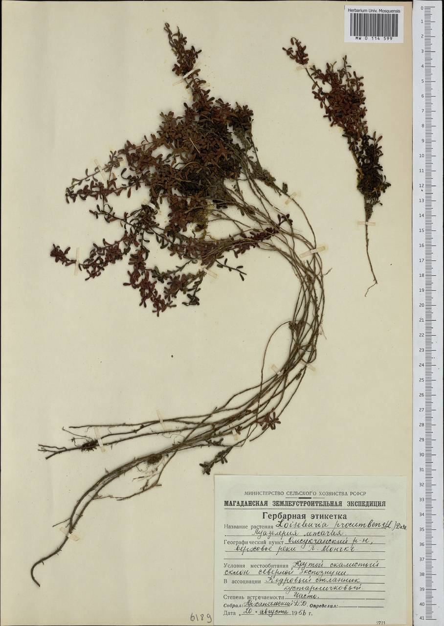 Kalmia procumbens (L.) Gift, Kron & P. F. Stevens, Siberia, Chukotka & Kamchatka (S7) (Russia)