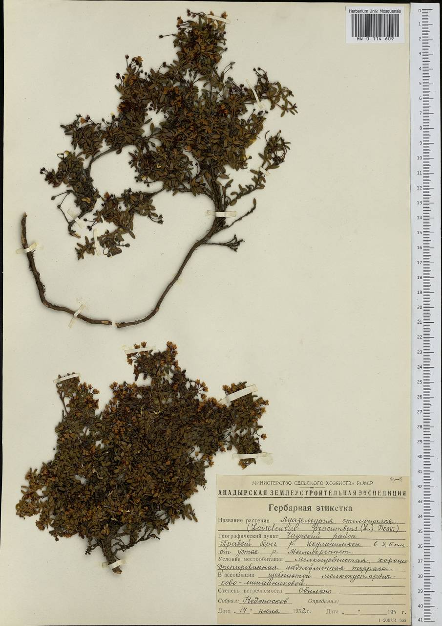 Kalmia procumbens (L.) Gift, Kron & P. F. Stevens, Siberia, Chukotka & Kamchatka (S7) (Russia)
