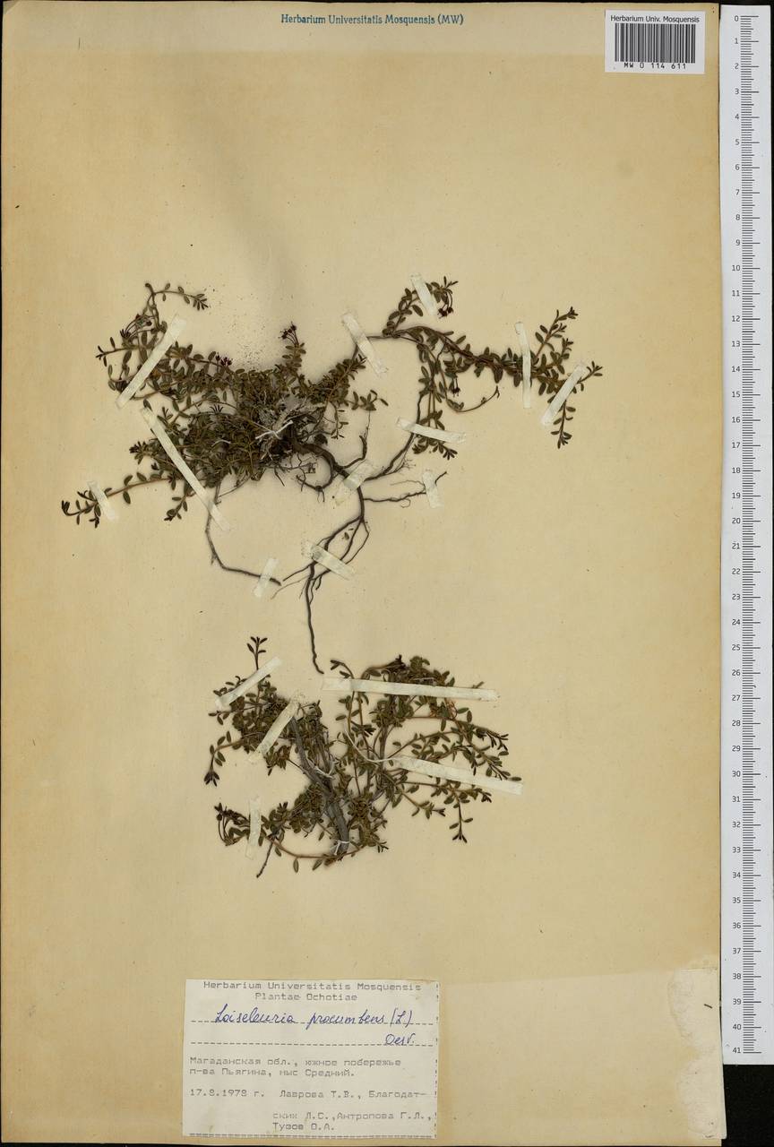 Kalmia procumbens (L.) Gift, Kron & P. F. Stevens, Siberia, Chukotka & Kamchatka (S7) (Russia)