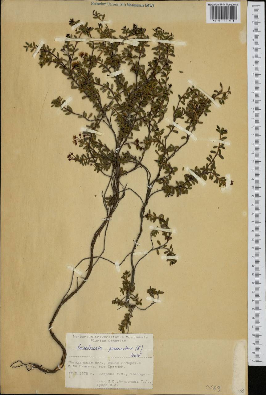 Kalmia procumbens (L.) Gift, Kron & P. F. Stevens, Siberia, Chukotka & Kamchatka (S7) (Russia)