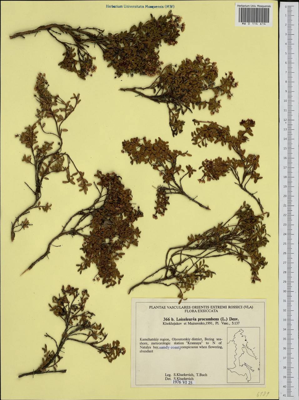 Kalmia procumbens (L.) Gift, Kron & P. F. Stevens, Siberia, Chukotka & Kamchatka (S7) (Russia)