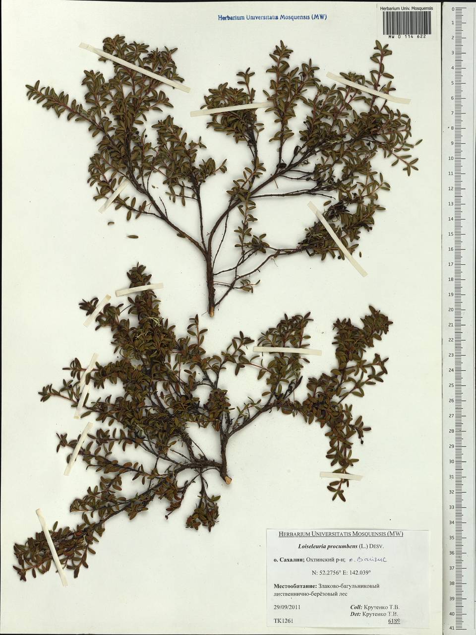 Kalmia procumbens (L.) Gift, Kron & P. F. Stevens, Siberia, Russian Far East (S6) (Russia)