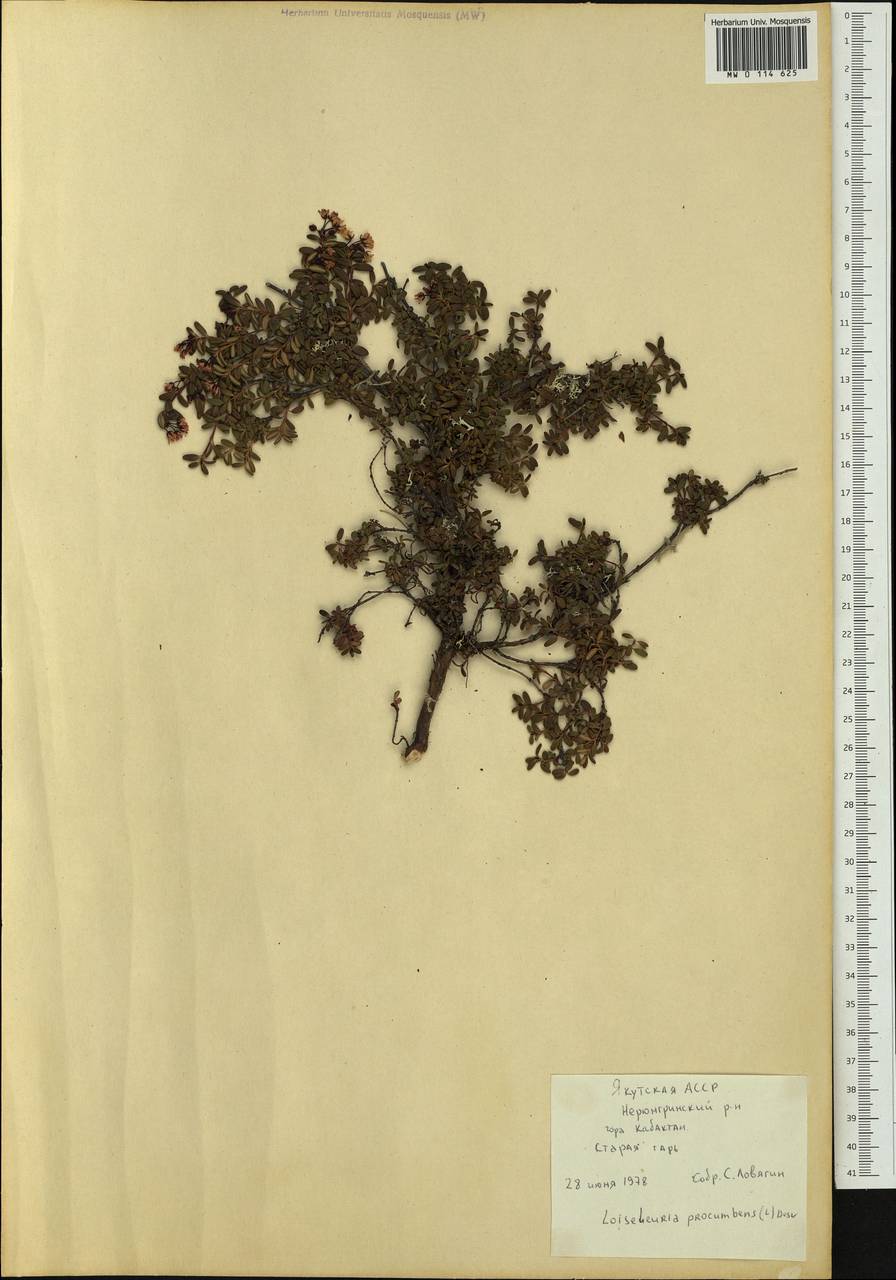 Kalmia procumbens (L.) Gift, Kron & P. F. Stevens, Siberia, Yakutia (S5) (Russia)