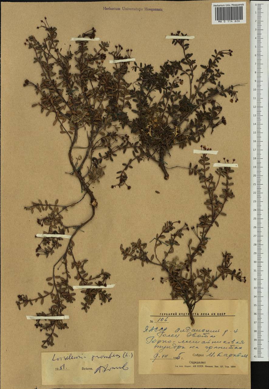 Kalmia procumbens (L.) Gift, Kron & P. F. Stevens, Siberia, Yakutia (S5) (Russia)