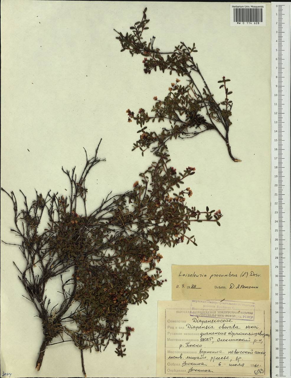 Kalmia procumbens (L.) Gift, Kron & P. F. Stevens, Siberia, Yakutia (S5) (Russia)