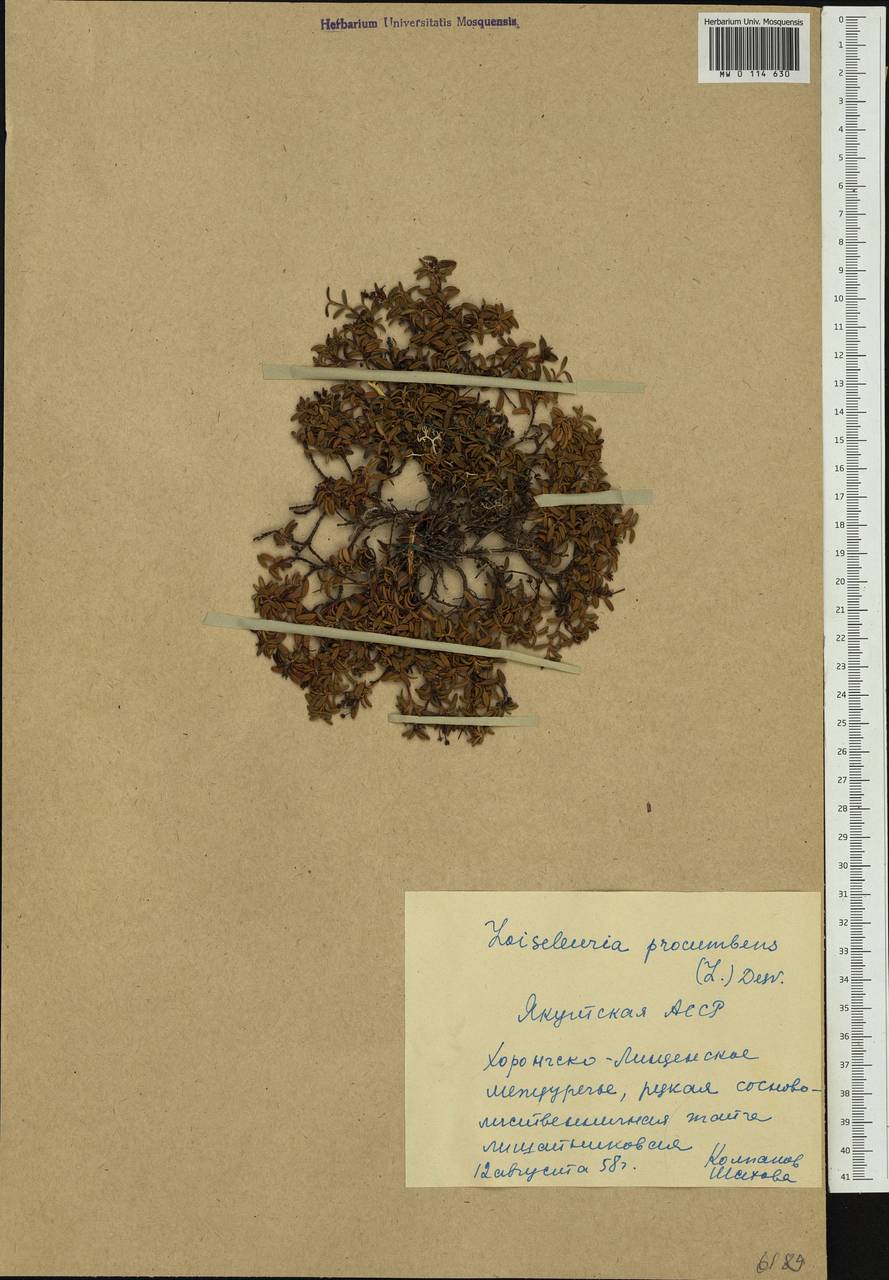 Kalmia procumbens (L.) Gift, Kron & P. F. Stevens, Siberia, Yakutia (S5) (Russia)