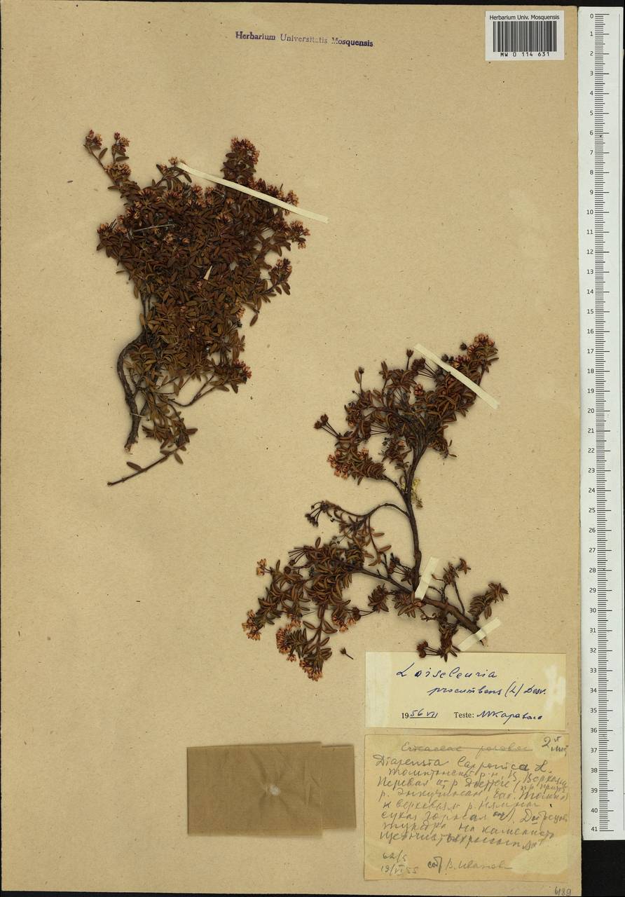 Kalmia procumbens (L.) Gift, Kron & P. F. Stevens, Siberia, Yakutia (S5) (Russia)