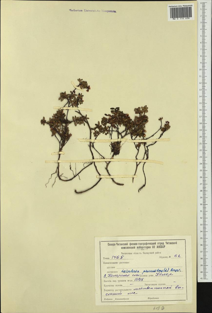 Kalmia procumbens (L.) Gift, Kron & P. F. Stevens, Siberia, Baikal & Transbaikal region (S4) (Russia)