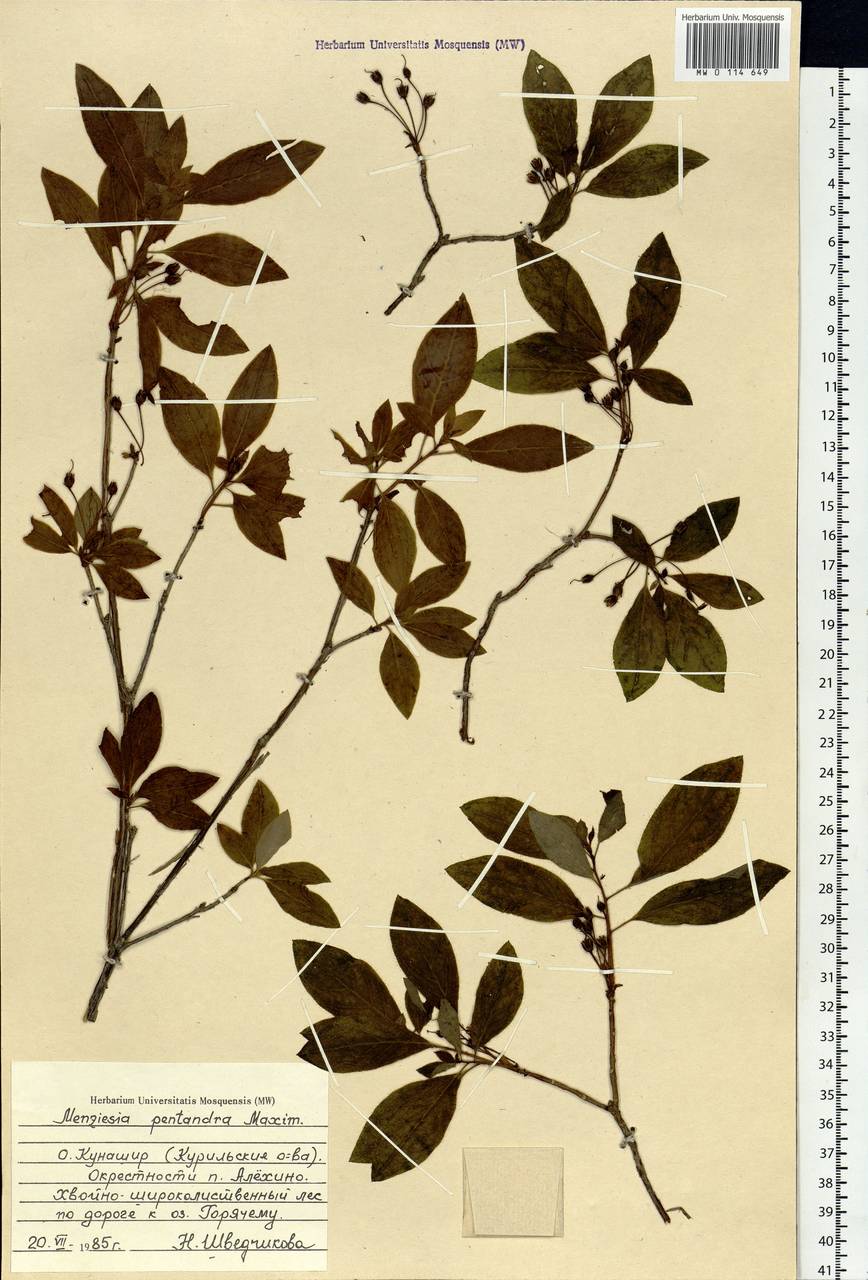 Rhododendron pentandrum (Maxim.) Craven, Siberia, Russian Far East (S6) (Russia)