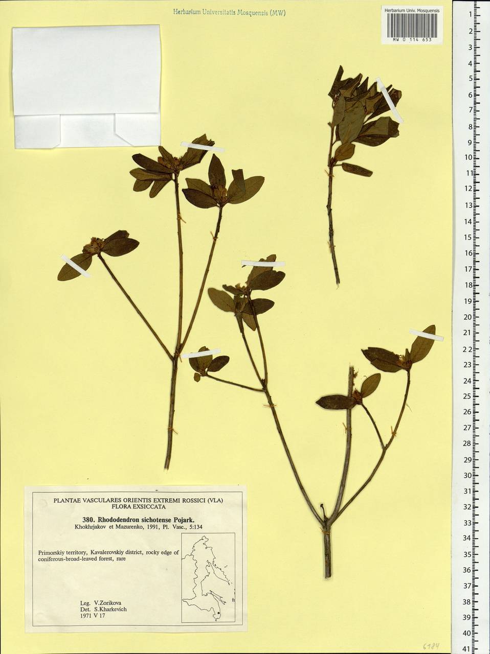 Rhododendron mucronulatum subsp. sichotense (Pojark.) A. P. Khokhr., Siberia, Russian Far East (S6) (Russia)