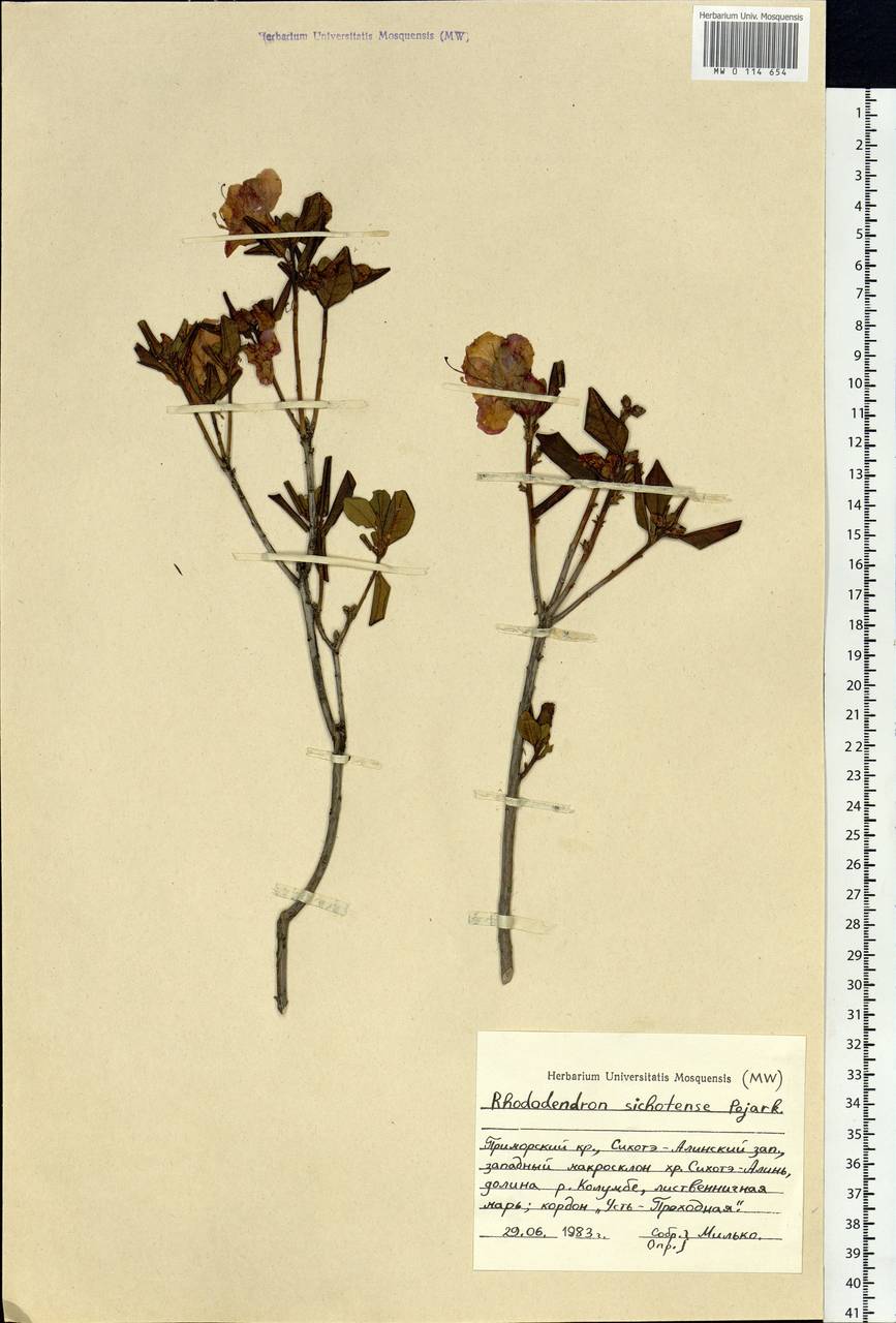 Rhododendron mucronulatum subsp. sichotense (Pojark.) A. P. Khokhr., Siberia, Russian Far East (S6) (Russia)