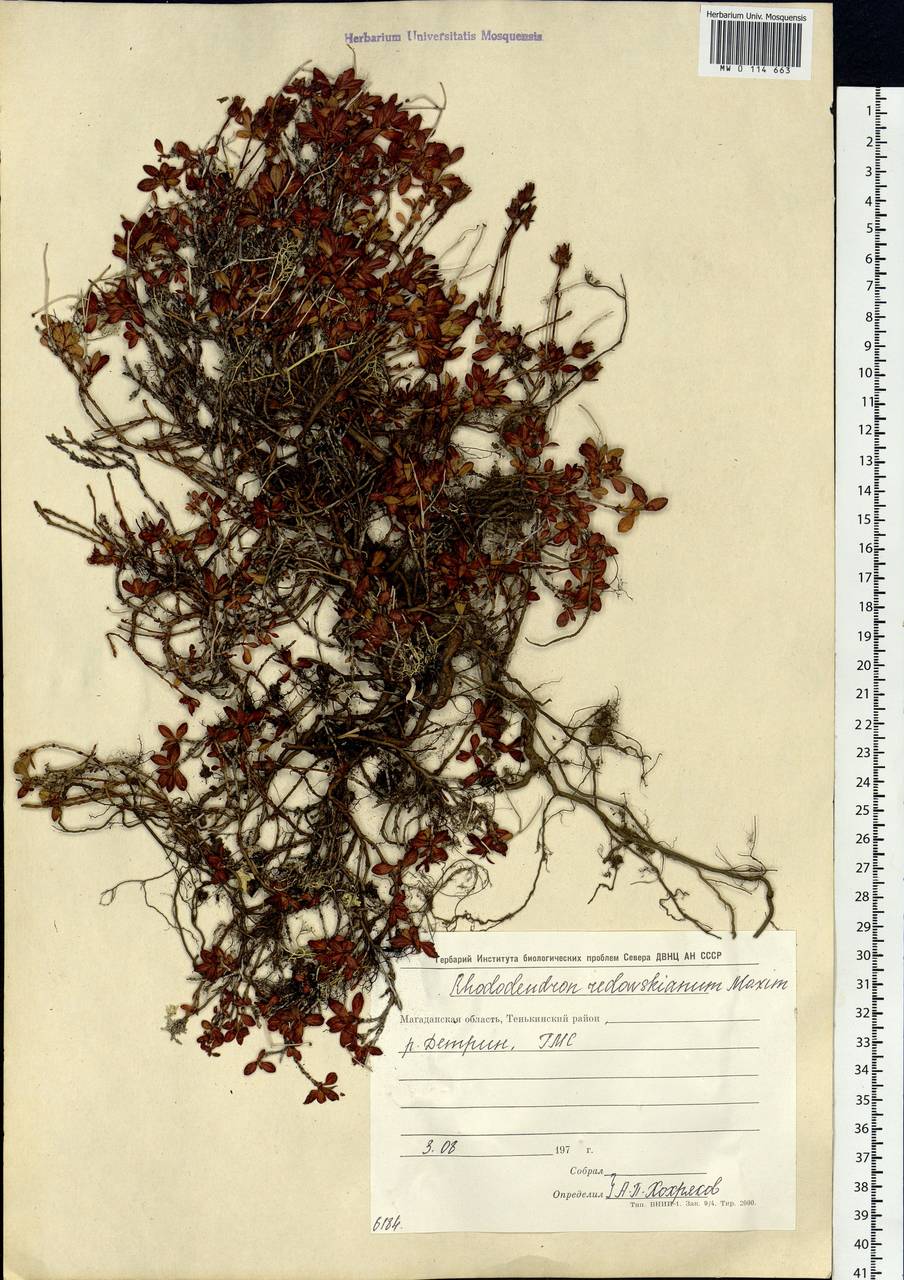 Rhododendron redowskianum Maxim., Siberia, Chukotka & Kamchatka (S7) (Russia)