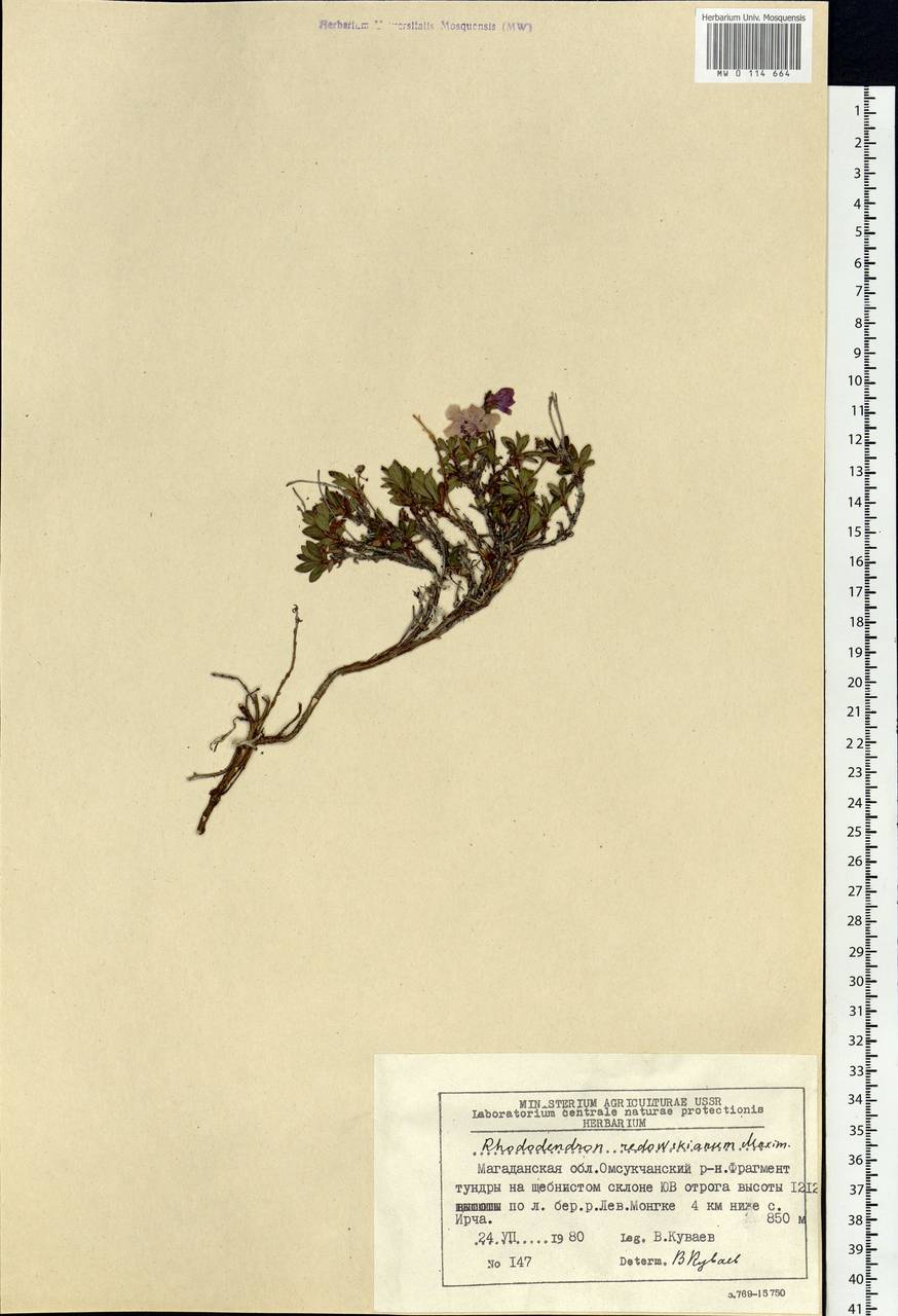 Rhododendron redowskianum Maxim., Siberia, Chukotka & Kamchatka (S7) (Russia)