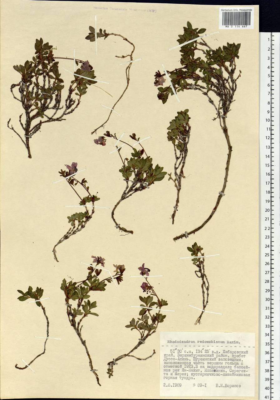 Rhododendron redowskianum Maxim., Siberia, Russian Far East (S6) (Russia)