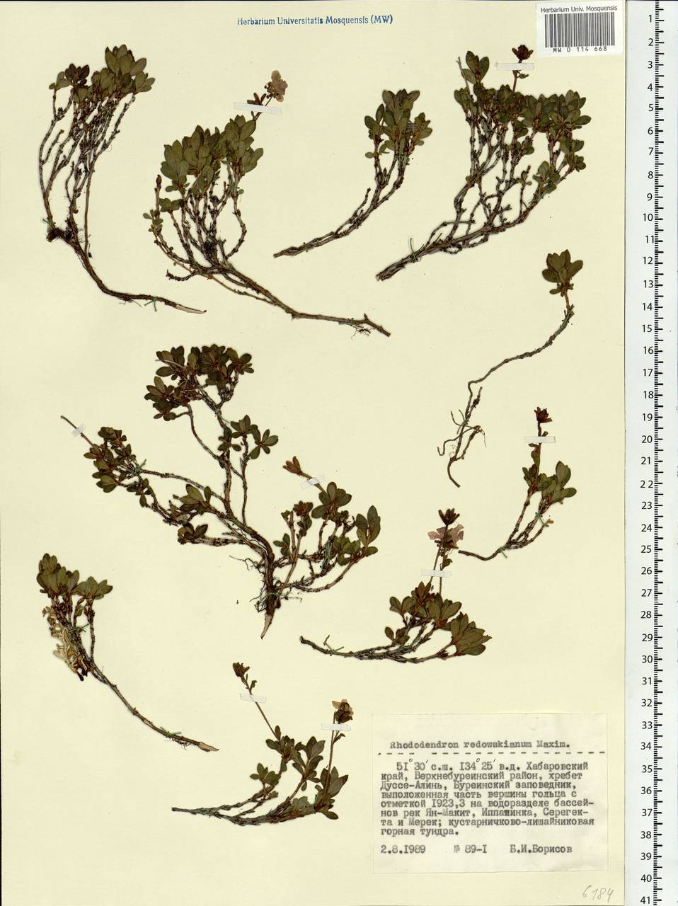 Rhododendron redowskianum Maxim., Siberia, Russian Far East (S6) (Russia)
