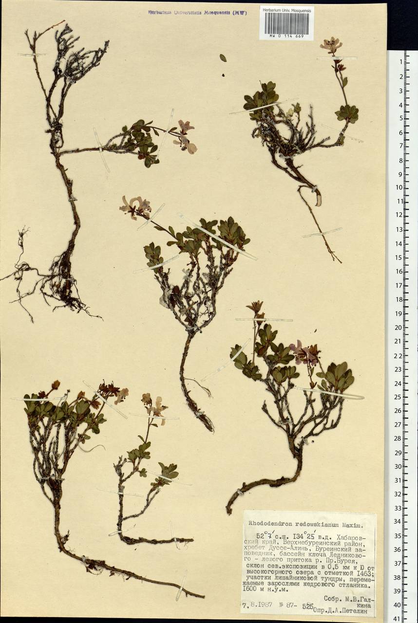 Rhododendron redowskianum Maxim., Siberia, Russian Far East (S6) (Russia)