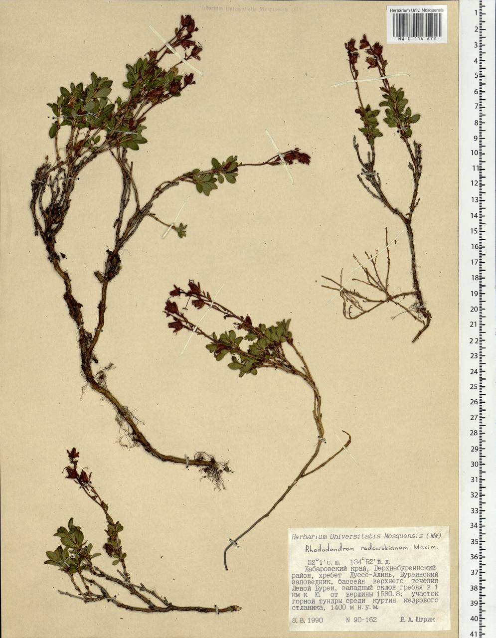 Rhododendron redowskianum Maxim., Siberia, Russian Far East (S6) (Russia)
