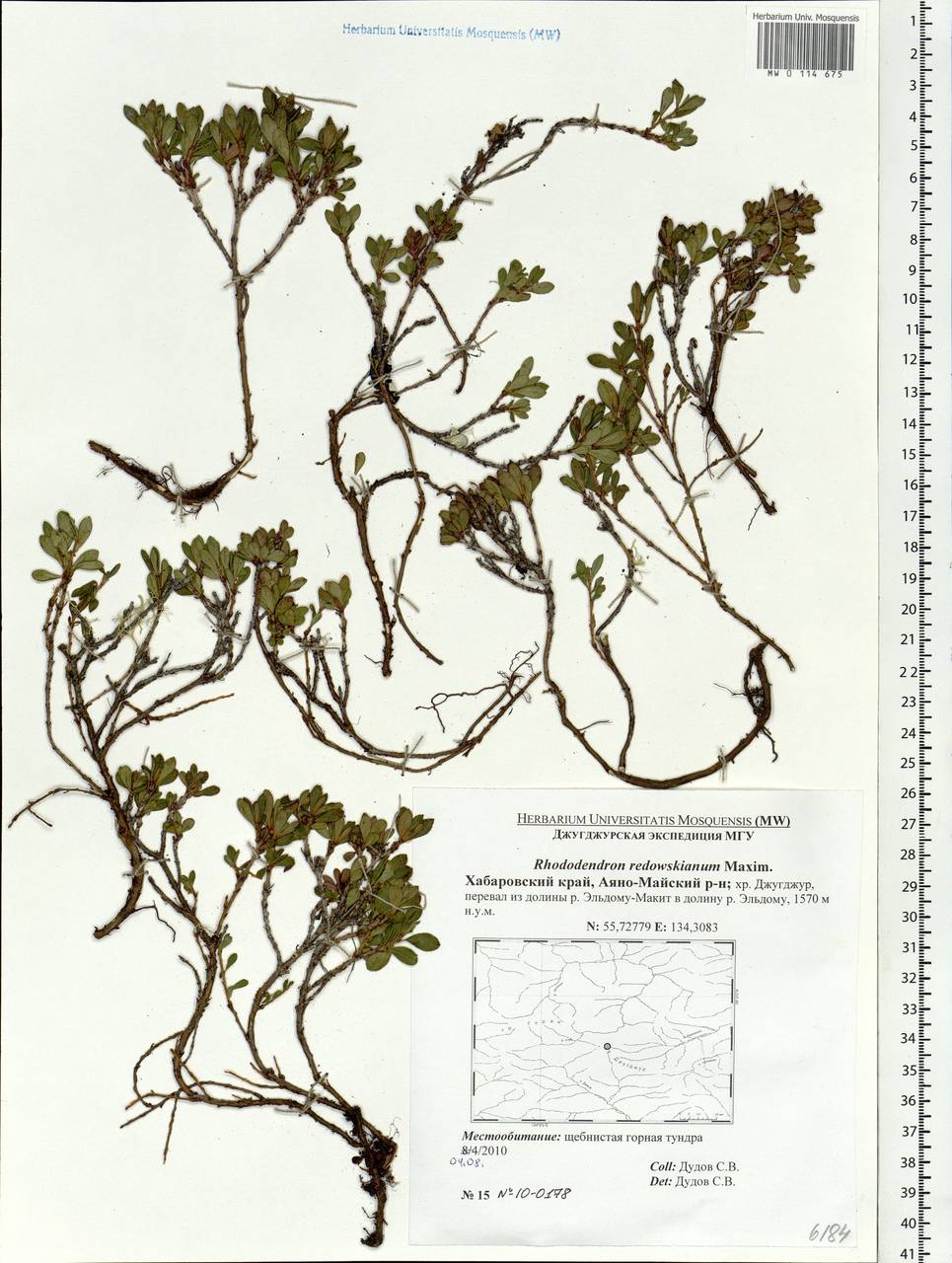Rhododendron redowskianum Maxim., Siberia, Russian Far East (S6) (Russia)