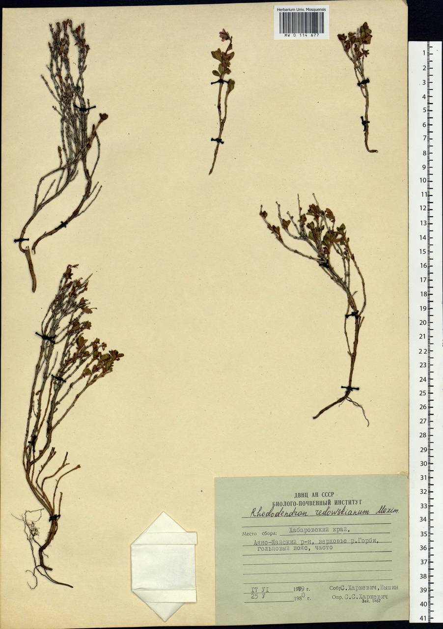 Rhododendron redowskianum Maxim., Siberia, Russian Far East (S6) (Russia)