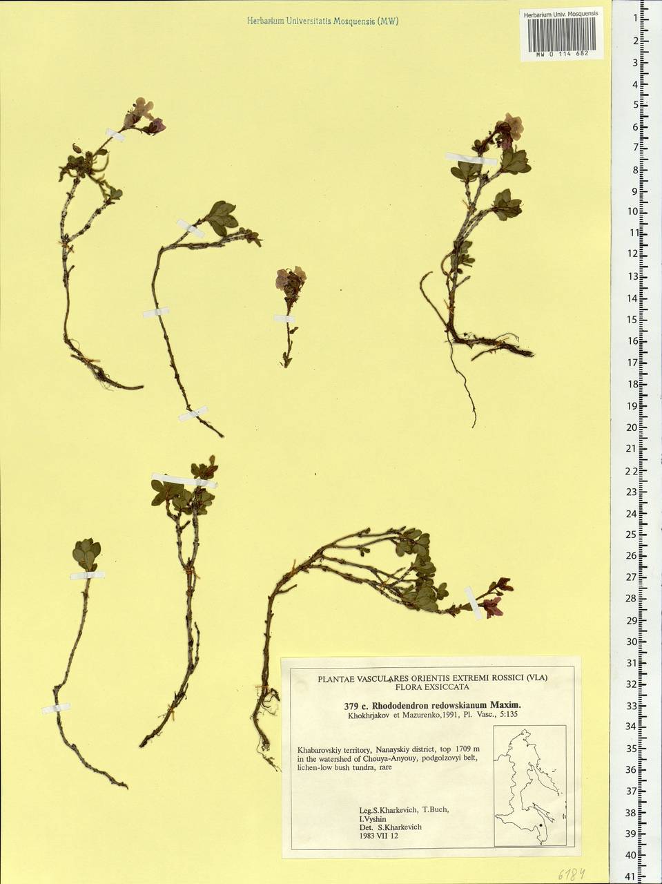 Rhododendron redowskianum Maxim., Siberia, Russian Far East (S6) (Russia)