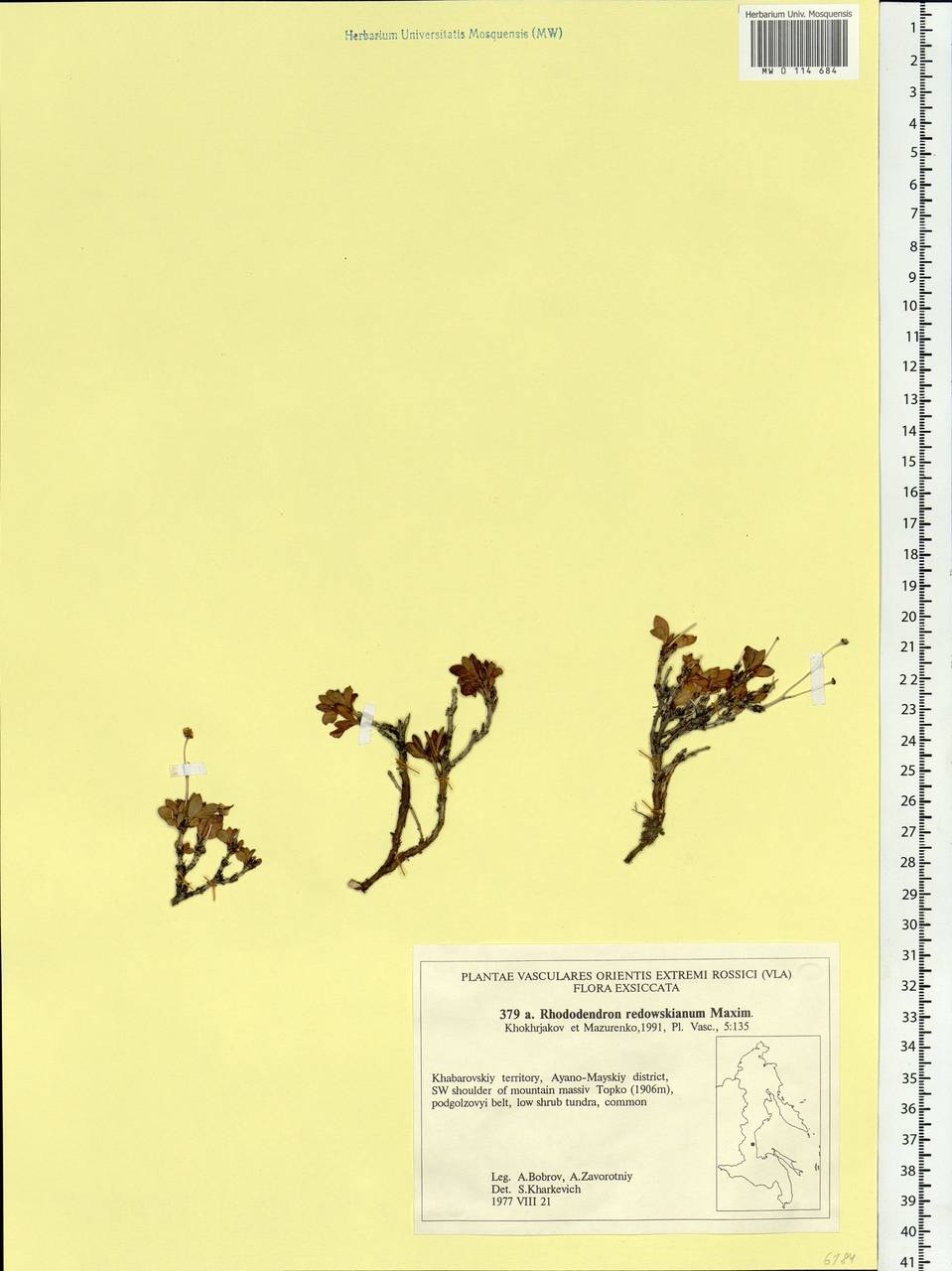 Rhododendron redowskianum Maxim., Siberia, Russian Far East (S6) (Russia)