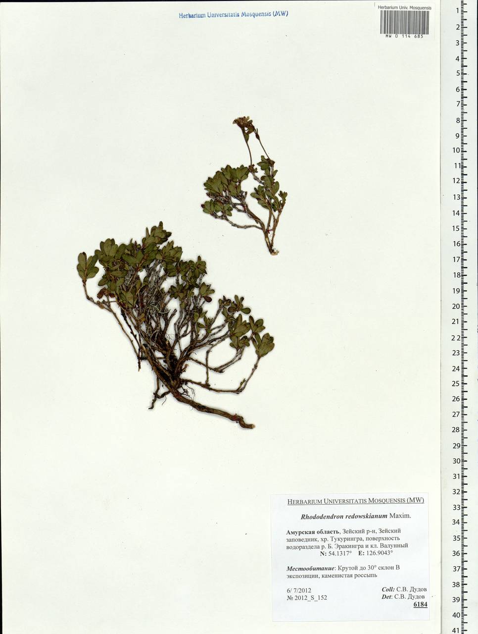 Rhododendron redowskianum Maxim., Siberia, Russian Far East (S6) (Russia)