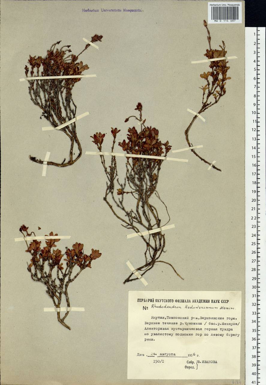 Rhododendron redowskianum Maxim., Siberia, Yakutia (S5) (Russia)