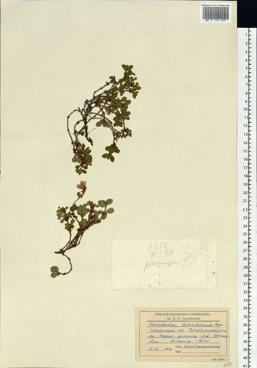 Rhododendron redowskianum Maxim., Siberia, Baikal & Transbaikal region (S4) (Russia)