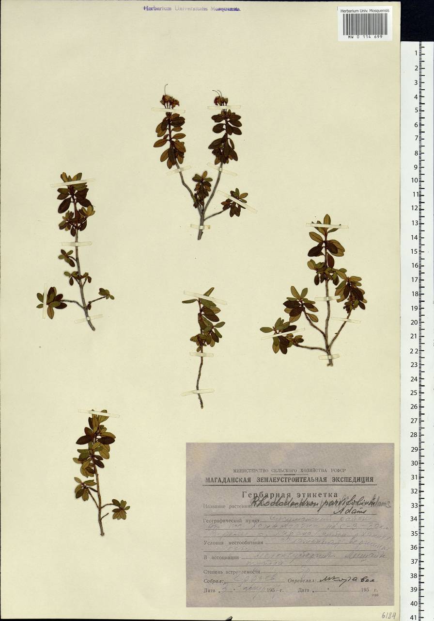 Rhododendron parvifolium Adams, Siberia, Chukotka & Kamchatka (S7) (Russia)