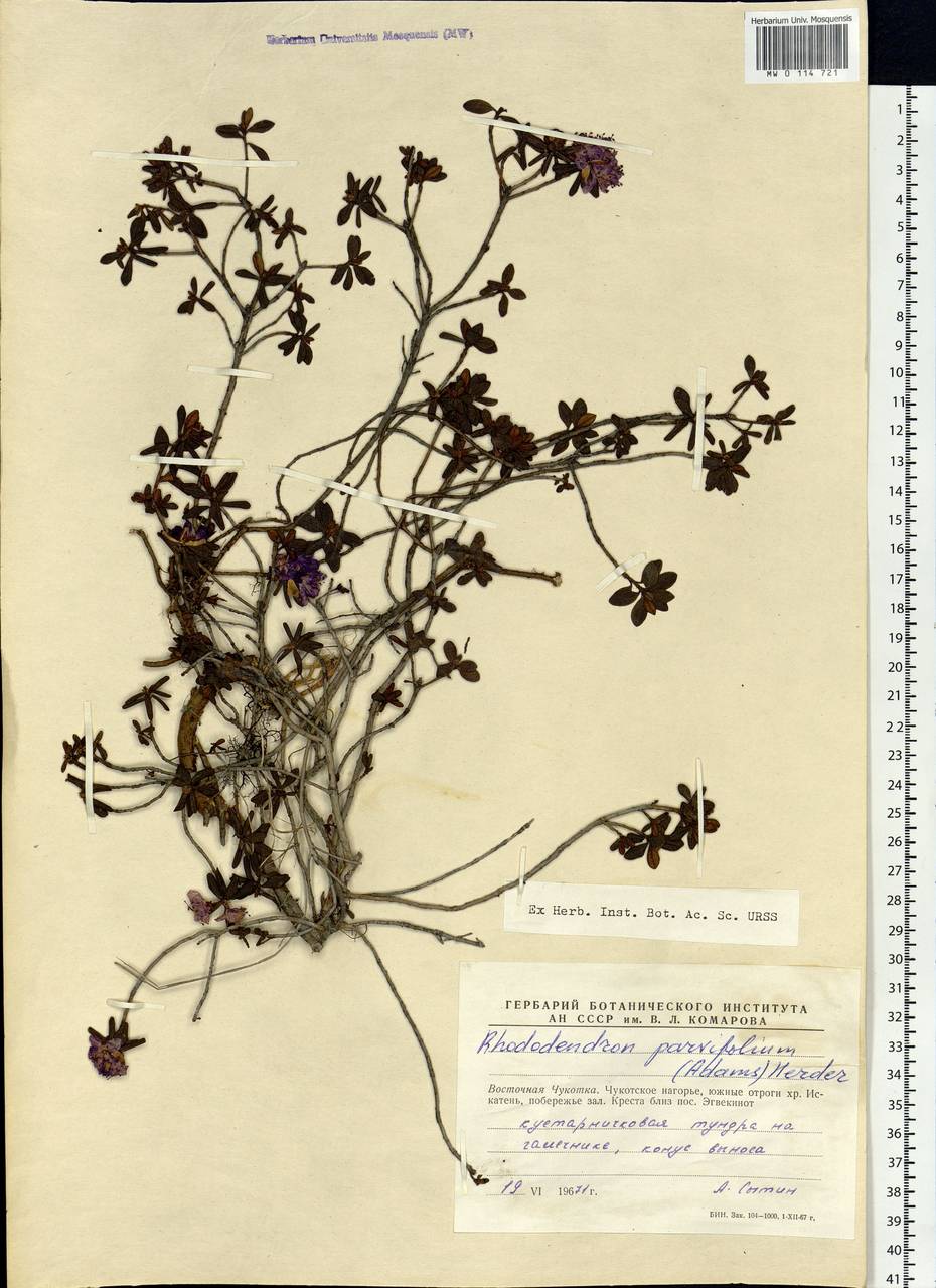 Rhododendron parvifolium Adams, Siberia, Chukotka & Kamchatka (S7) (Russia)