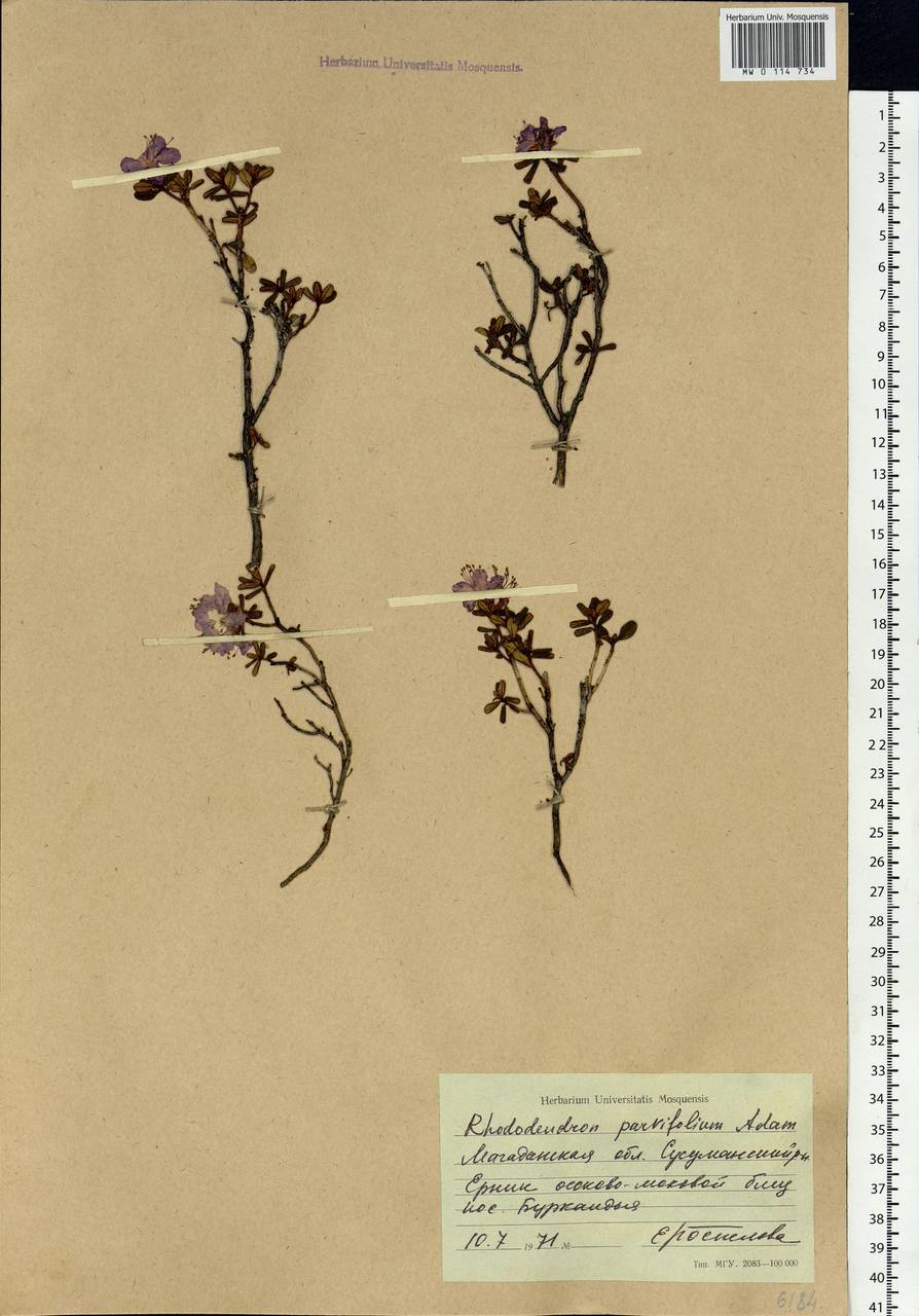 Rhododendron parvifolium Adams, Siberia, Chukotka & Kamchatka (S7) (Russia)