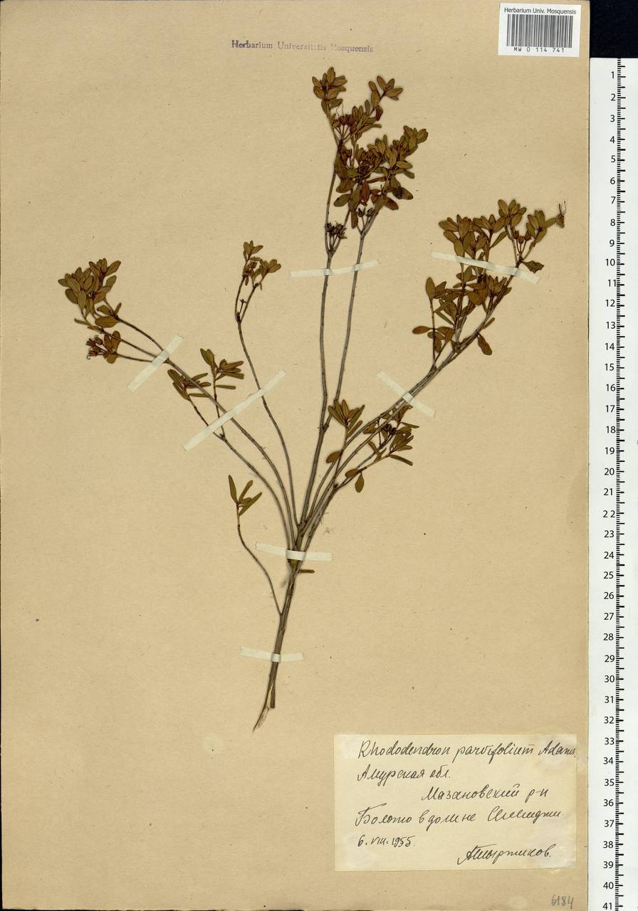 Rhododendron parvifolium Adams, Siberia, Russian Far East (S6) (Russia)