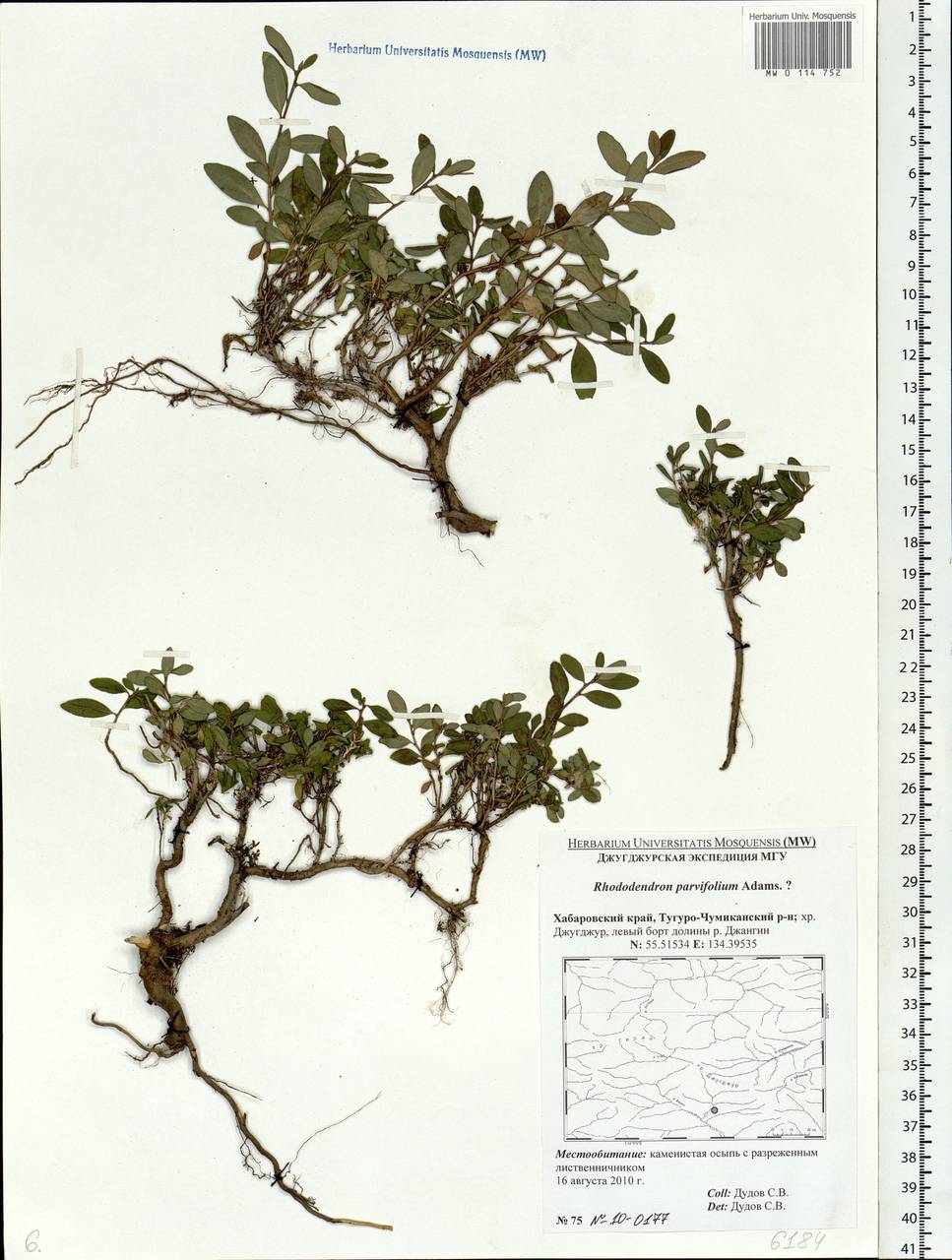 Rhododendron parvifolium Adams, Siberia, Russian Far East (S6) (Russia)