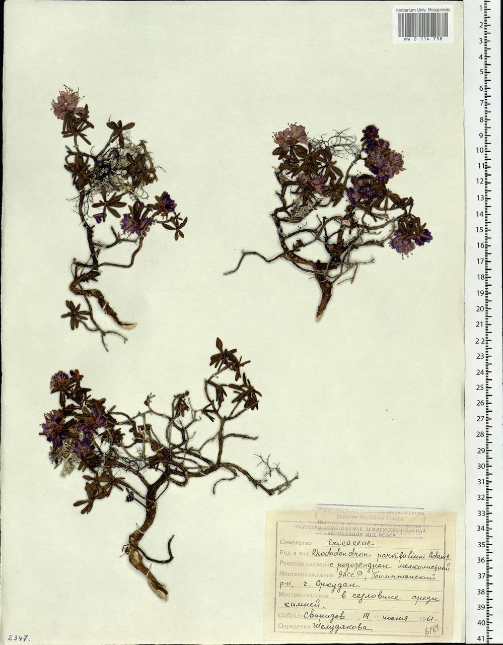 Rhododendron parvifolium Adams, Siberia, Yakutia (S5) (Russia)