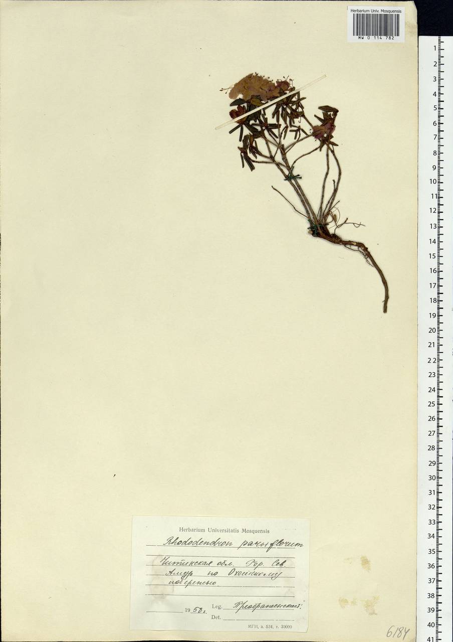 Rhododendron parvifolium Adams, Siberia, Baikal & Transbaikal region (S4) (Russia)