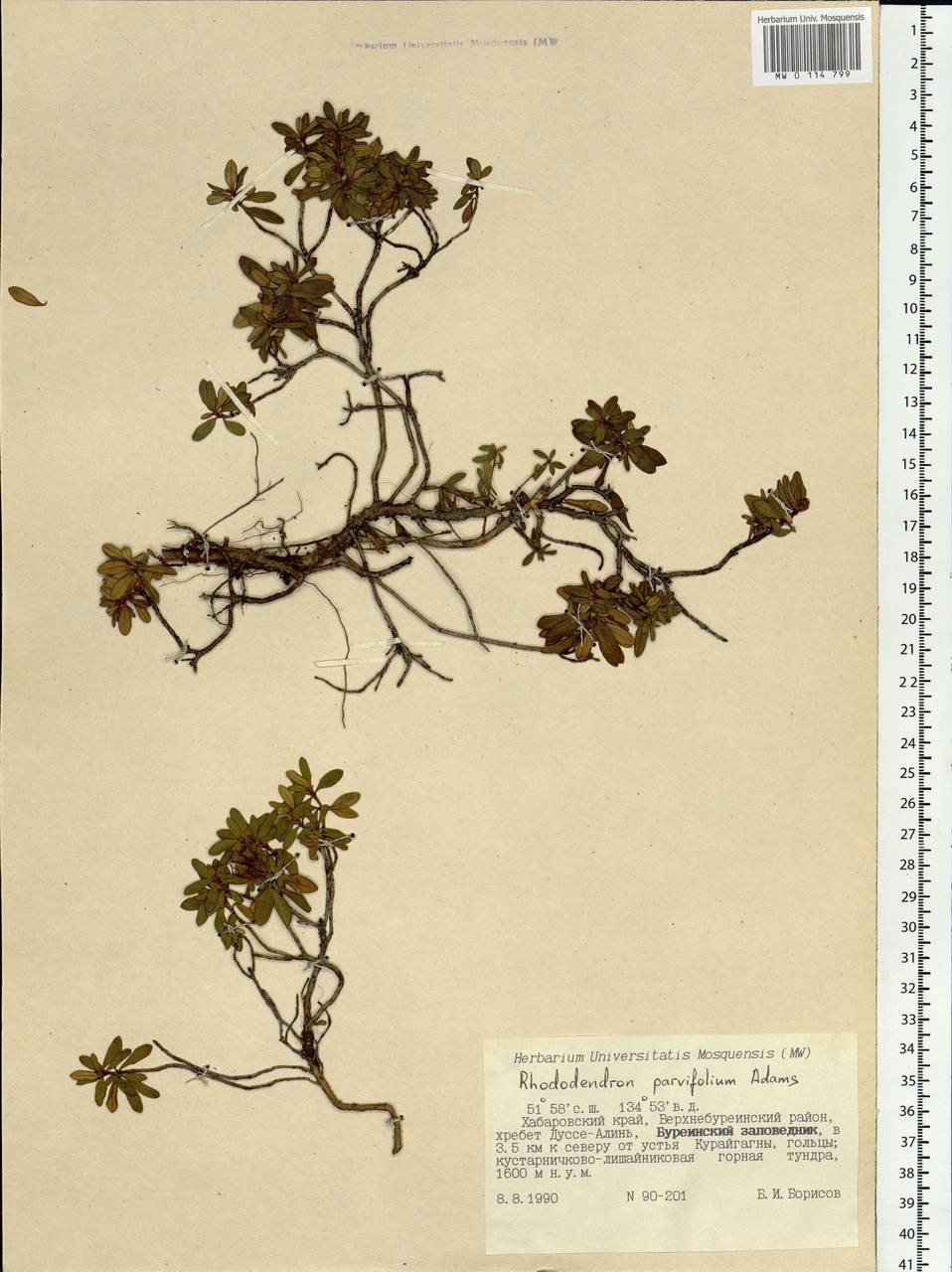 Rhododendron parvifolium Adams, Siberia, Russian Far East (S6) (Russia)