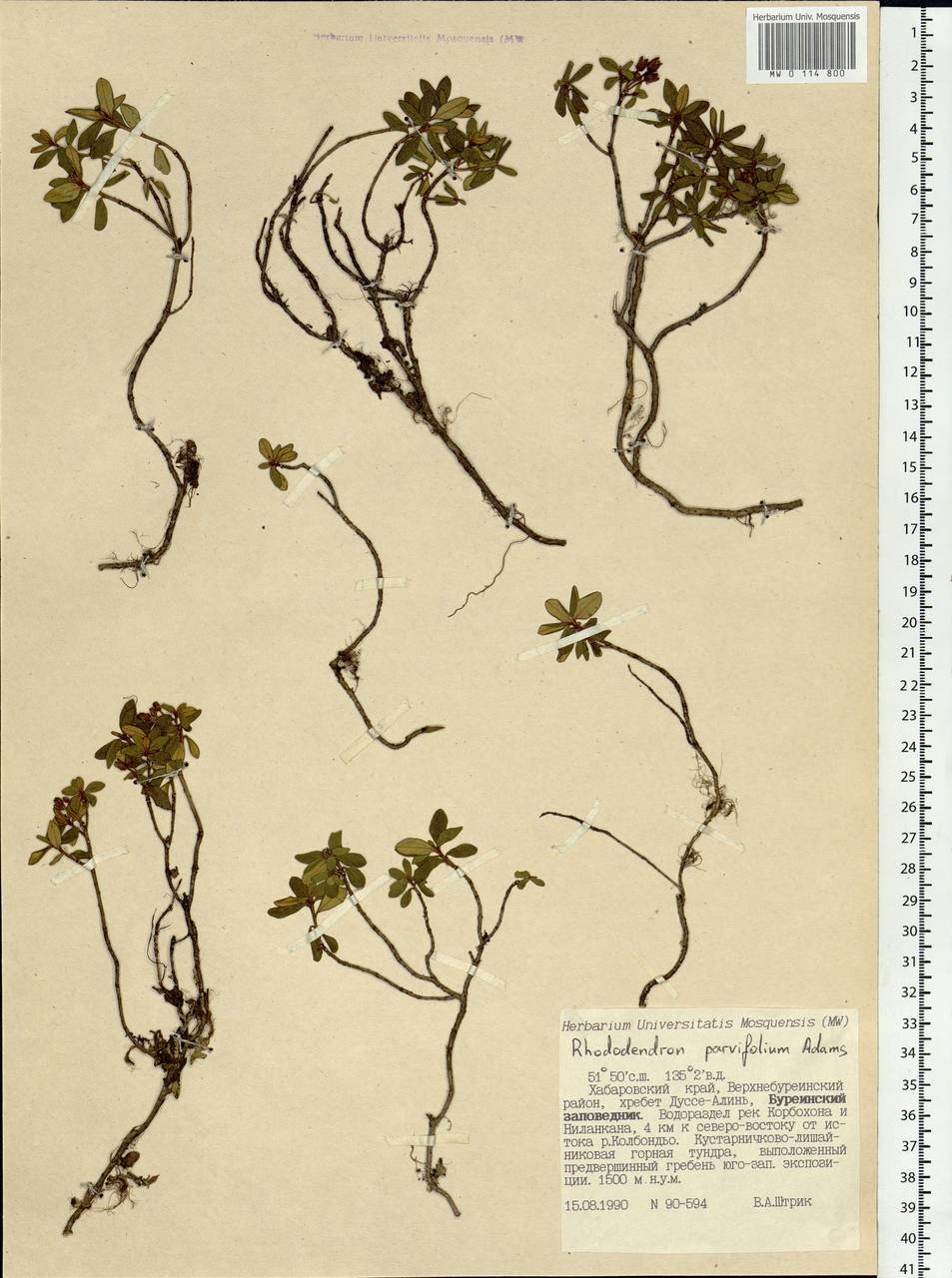 Rhododendron parvifolium Adams, Siberia, Russian Far East (S6) (Russia)