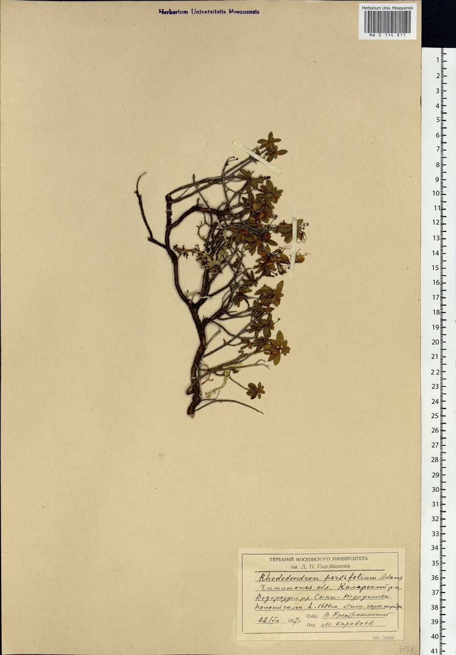 Rhododendron parvifolium Adams, Siberia, Baikal & Transbaikal region (S4) (Russia)