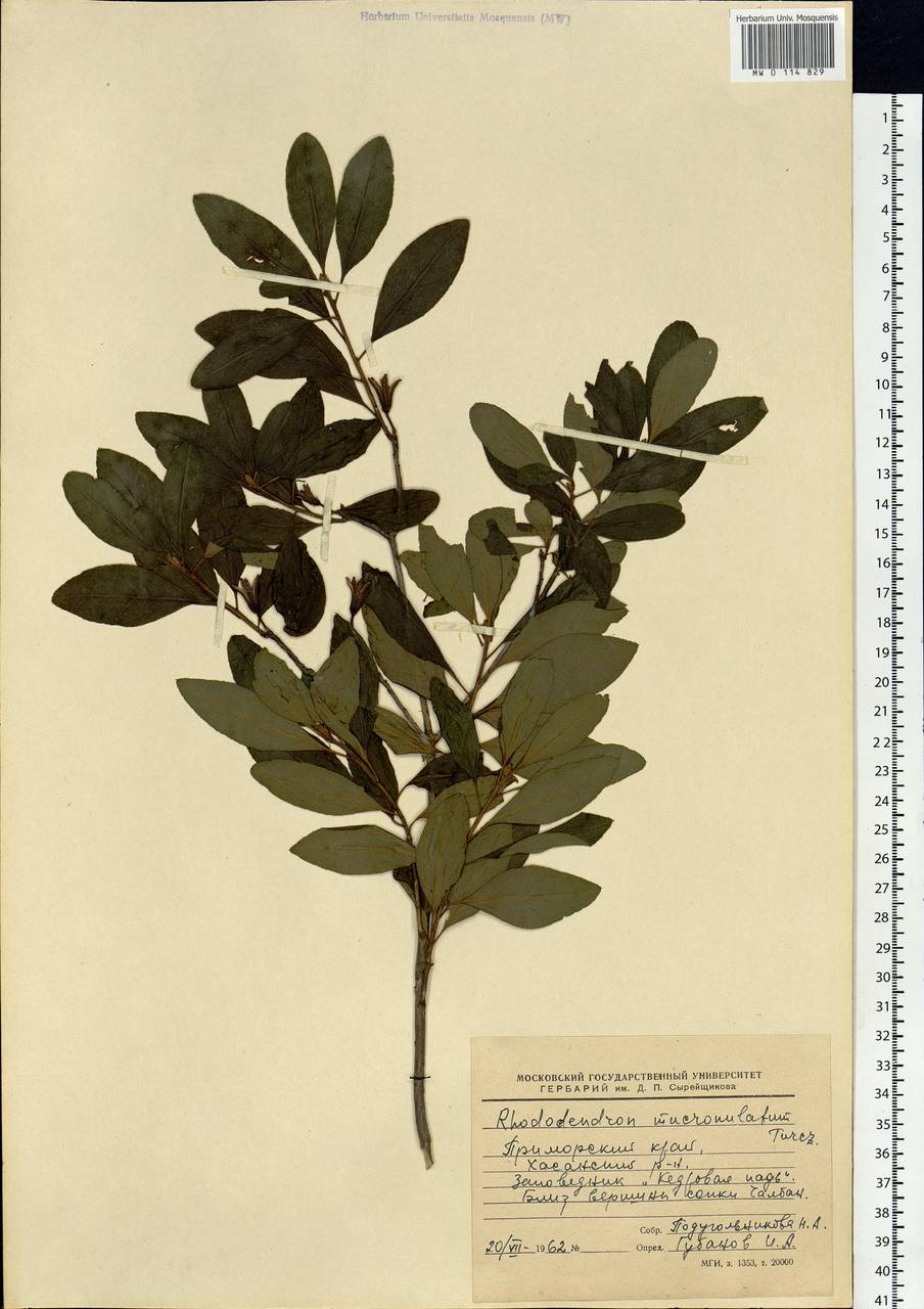 Rhododendron mucronulatum Turcz., Siberia, Russian Far East (S6) (Russia)