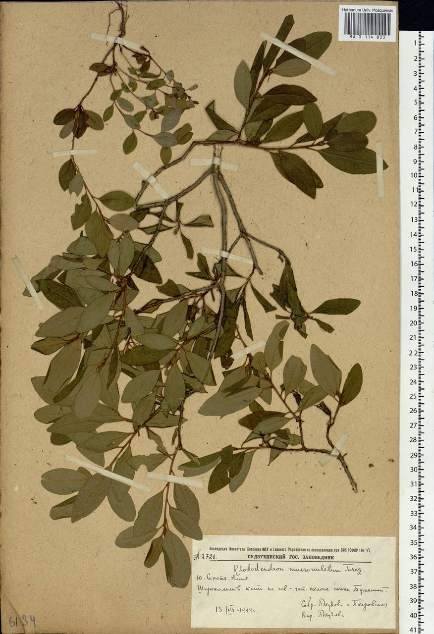 Rhododendron mucronulatum Turcz., Siberia, Russian Far East (S6) (Russia)