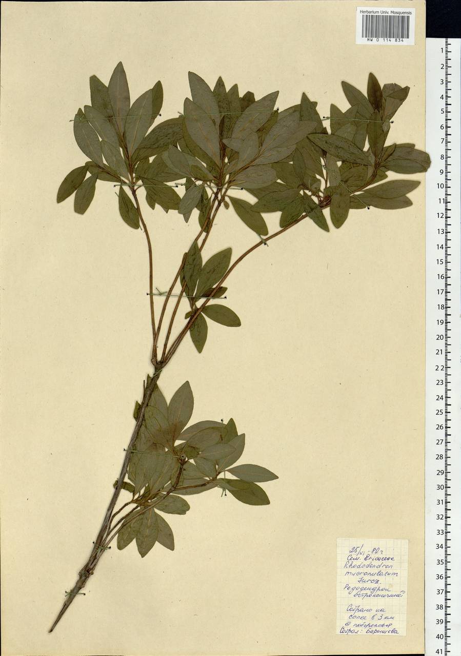 Rhododendron mucronulatum Turcz., Siberia, Russian Far East (S6) (Russia)