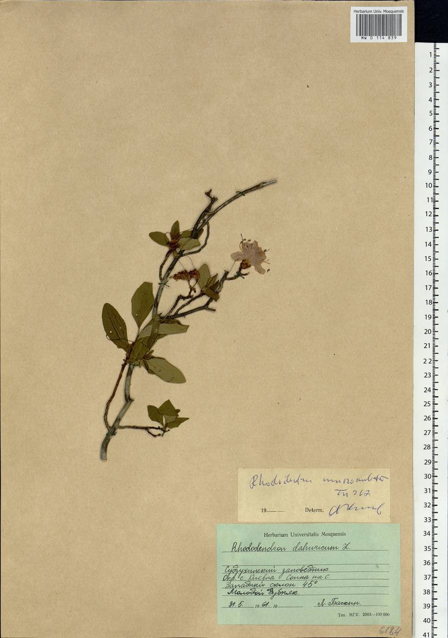 Rhododendron mucronulatum Turcz., Siberia, Russian Far East (S6) (Russia)