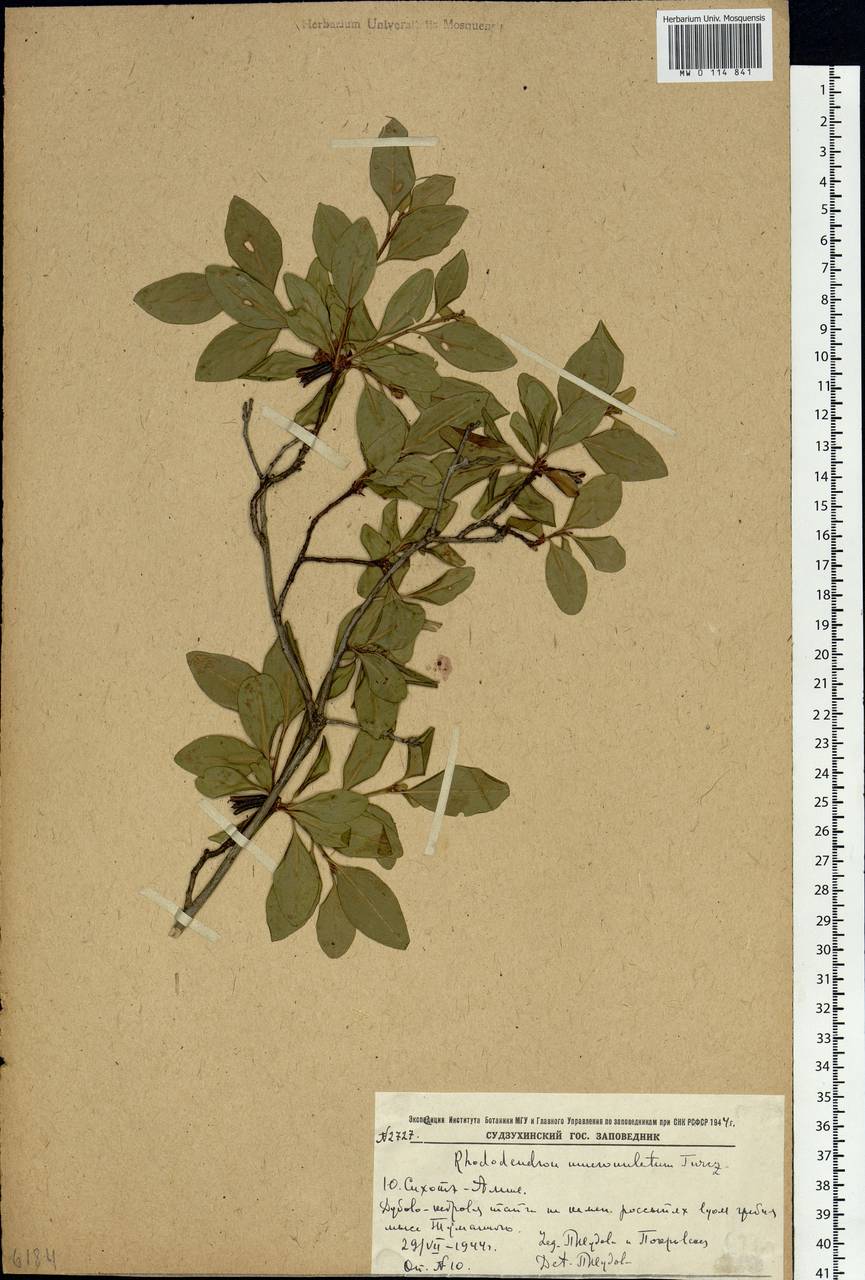 Rhododendron mucronulatum Turcz., Siberia, Russian Far East (S6) (Russia)