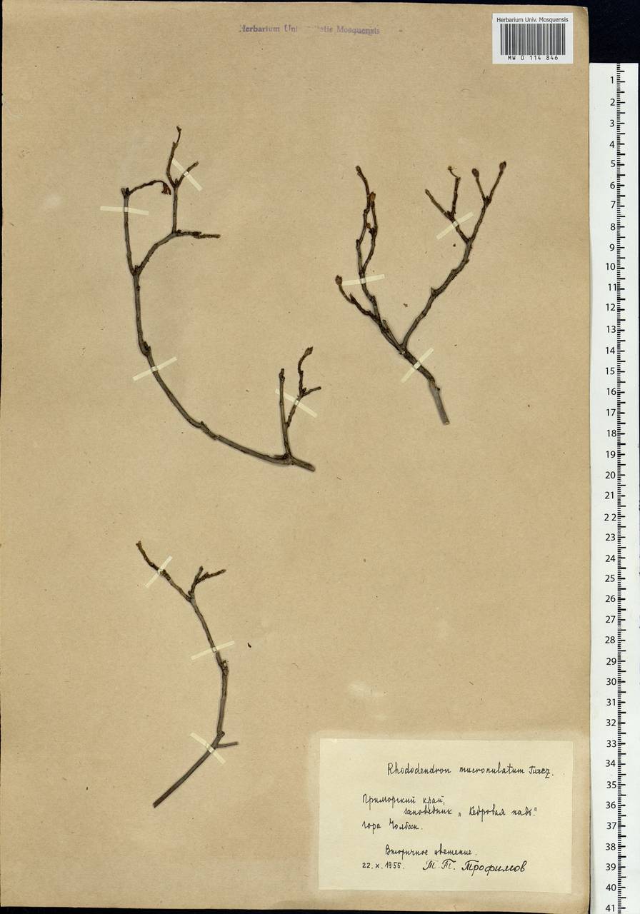Rhododendron mucronulatum Turcz., Siberia, Russian Far East (S6) (Russia)