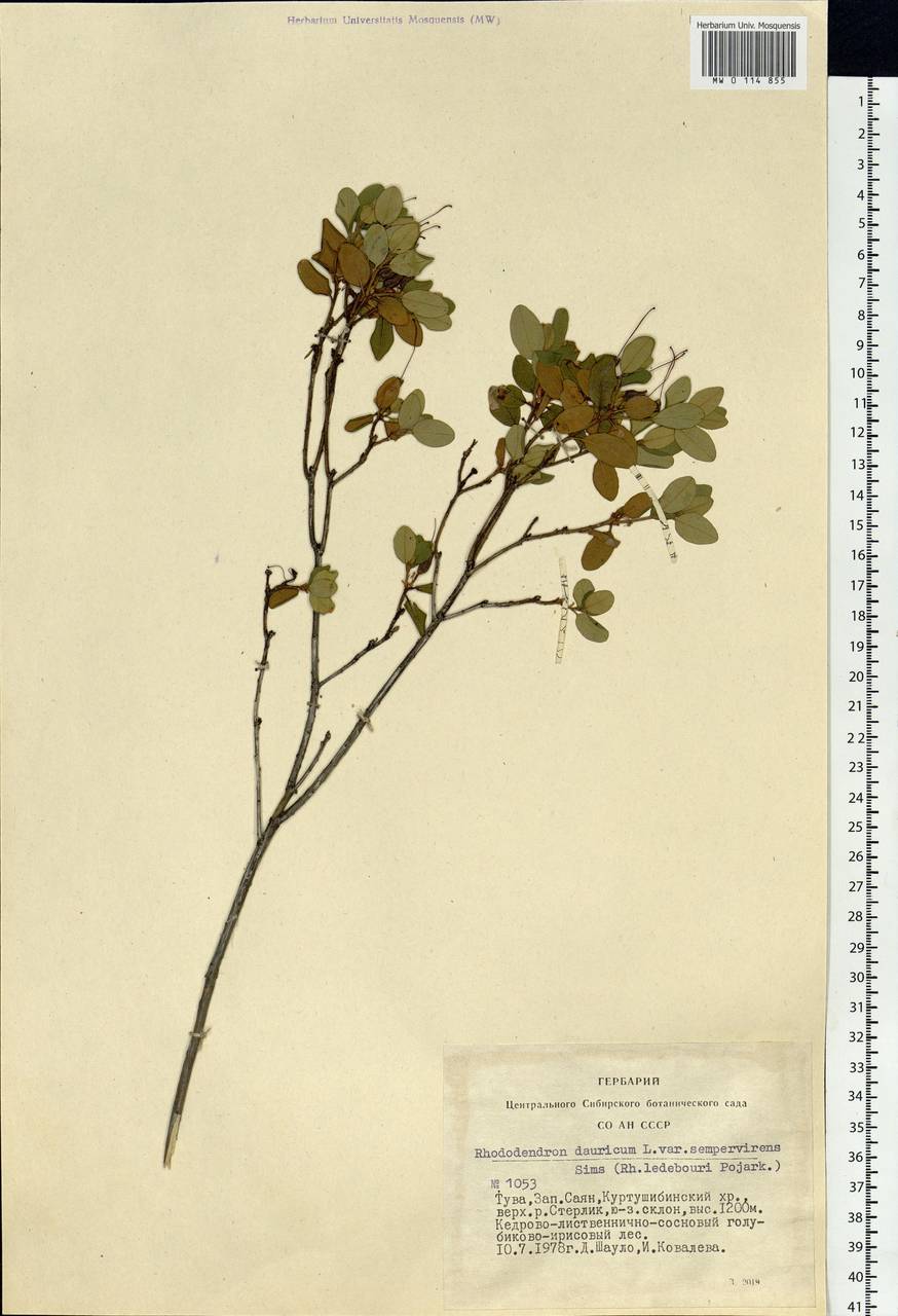 Rhododendron dauricum L., Siberia, Altai & Sayany Mountains (S2) (Russia)