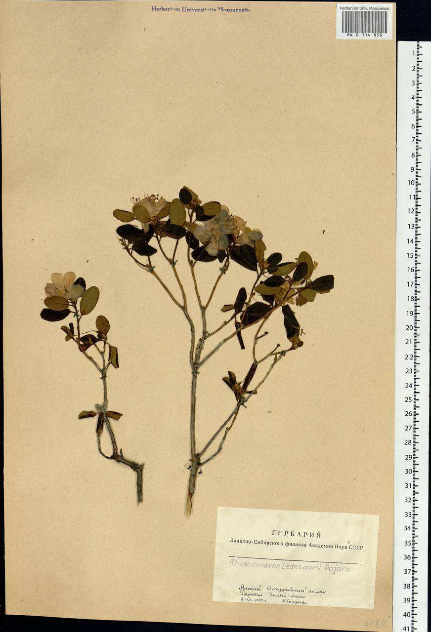 Rhododendron dauricum L., Siberia, Altai & Sayany Mountains (S2) (Russia)