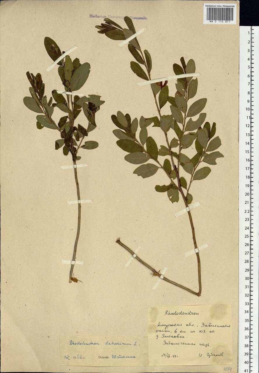 Rhododendron dauricum L., Siberia, Russian Far East (S6) (Russia)
