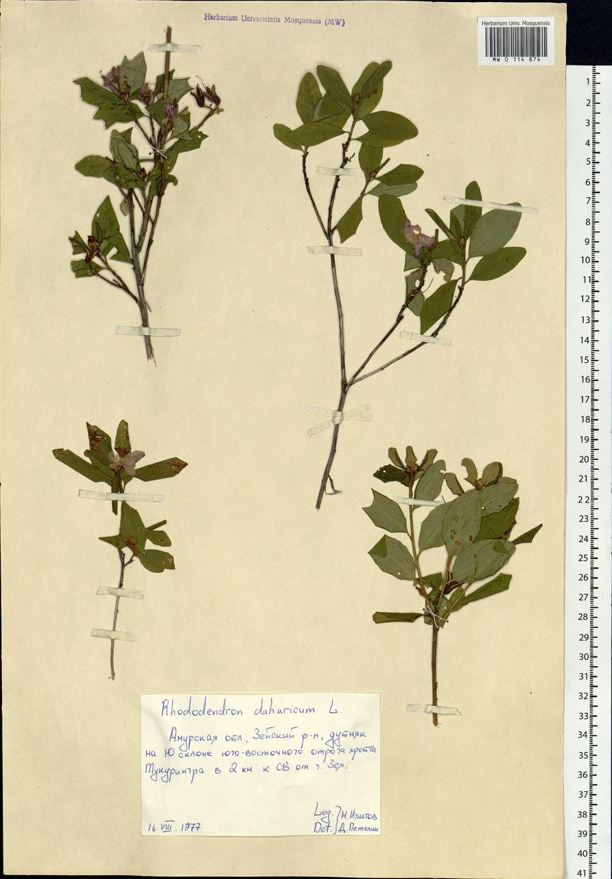 Rhododendron dauricum L., Siberia, Russian Far East (S6) (Russia)